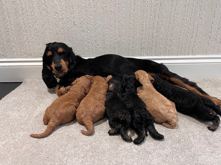 Cockapoo puppies for sale in Slough, Berkshire – KC registered, 3 weeks old