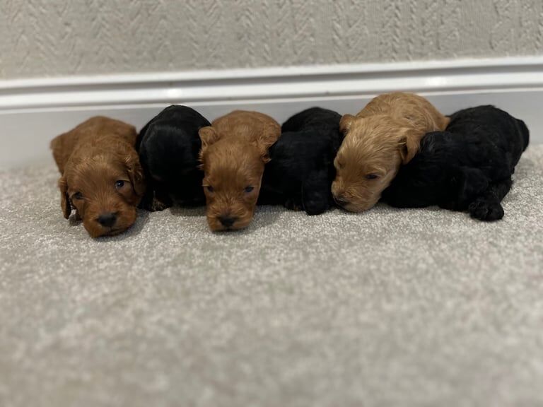 Cockapoo puppies for sale in Slough, Berkshire – KC registered, 3 weeks old - Image 2 of 3