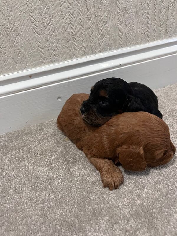 Cockapoo puppies for sale in Slough, Berkshire – KC registered, 3 weeks old - Image 3 of 3