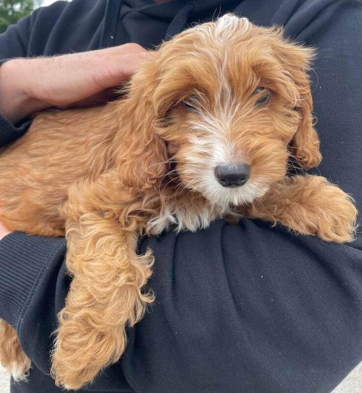 Cockapoo puppies for sale in Dagenham, London – 9 weeks old