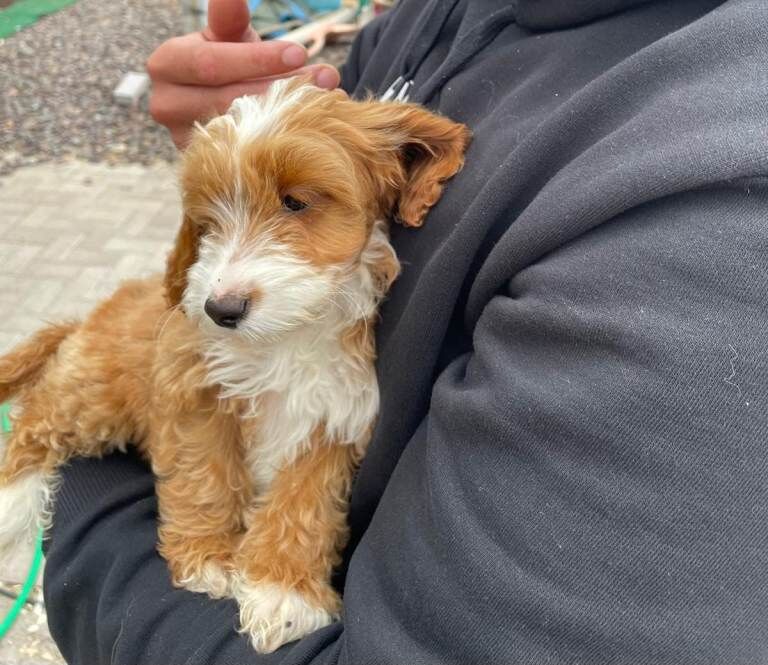 Cockapoo puppies for sale in Dagenham, London – 10 weeks old - Image 2 of 5