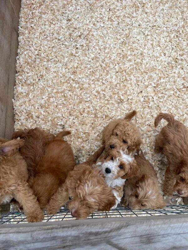 Cockapoo puppies for sale in Dagenham, London – 10 weeks old - Image 4 of 5