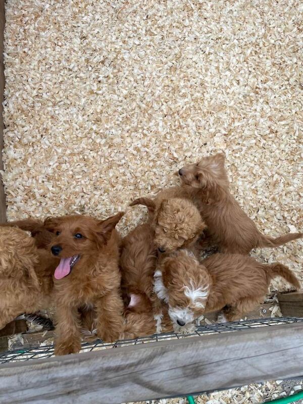 Cockapoo puppies for sale in Dagenham, London – 10 weeks old - Image 5 of 5