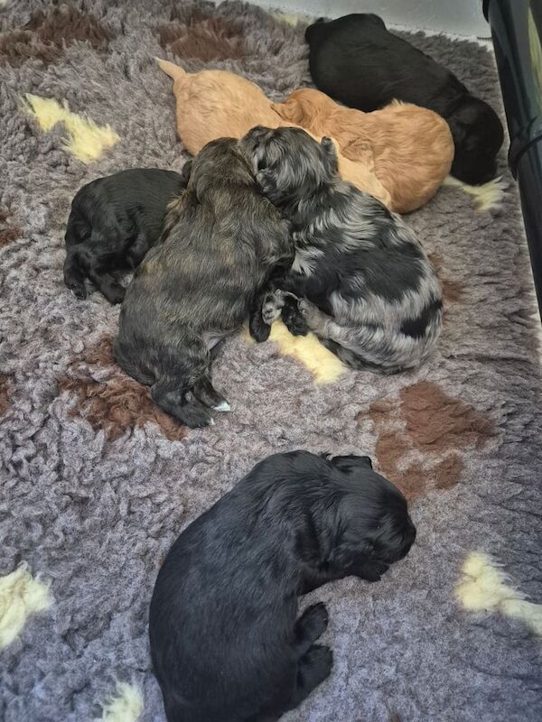 Adorable Cockapoo Puppies for Sale – Ready for Their Forever Homes! for sale in Wolverhampton, West Midlands