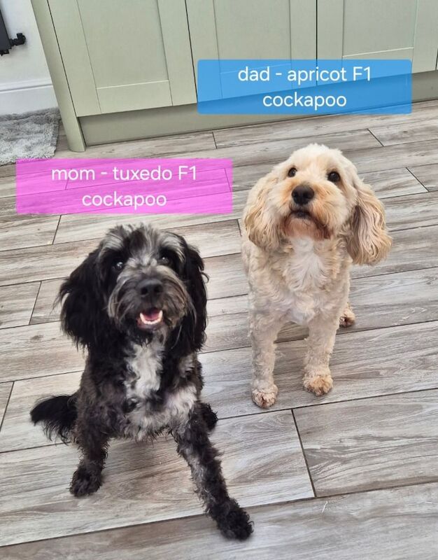 Adorable Cockapoo Puppies for Sale – Ready for Their Forever Homes! for sale in Wolverhampton, West Midlands | Image 2