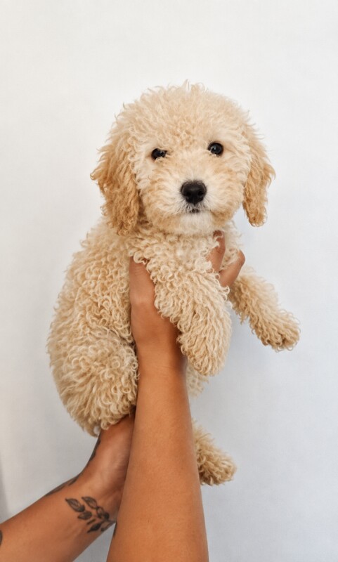 Adorable cockapoo Puppies Looking for a Loving Home