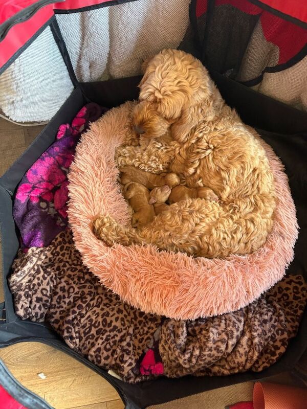 Adorable Cockapoo Puppies Looking for Loving Homes