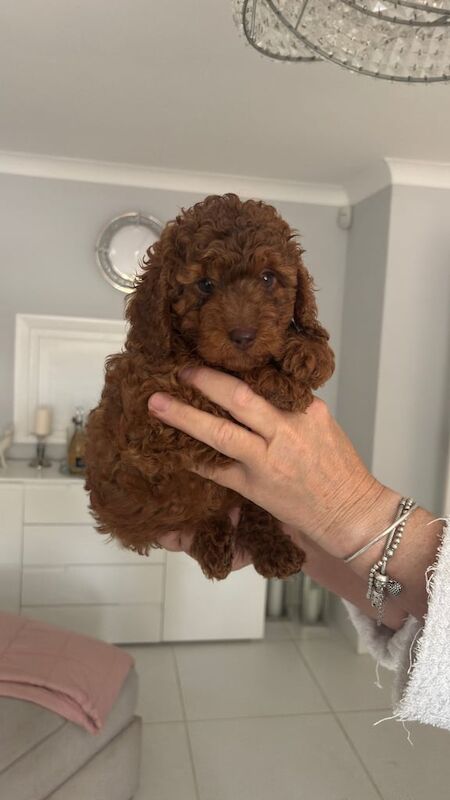 Cockapoo puppies for sale in Colchester, Essex – 3 weeks old