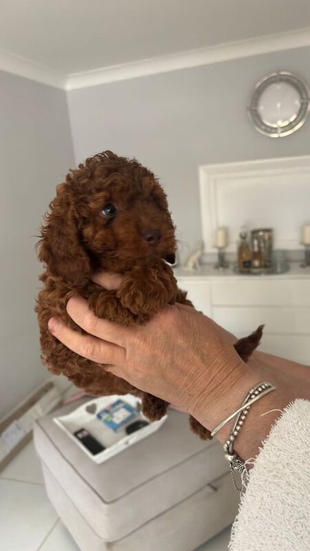 Cockapoo puppies for sale in Colchester, Essex – 3 weeks old - Image 2 of 3
