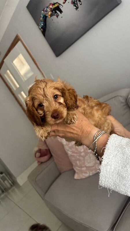Cockapoo puppies for sale in Colchester, Essex – 3 weeks old - Image 3 of 3