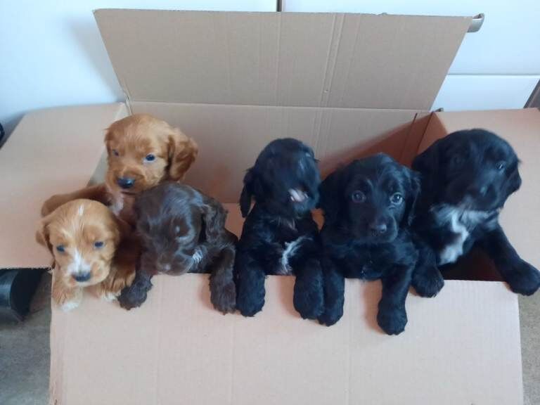 Adorable Cockapoo Puppies Ready for Their Forever Homes