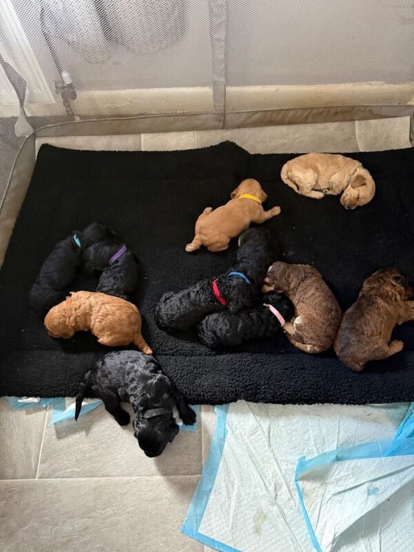 Adorable Cockapoo Puppies Ready in October 2026!