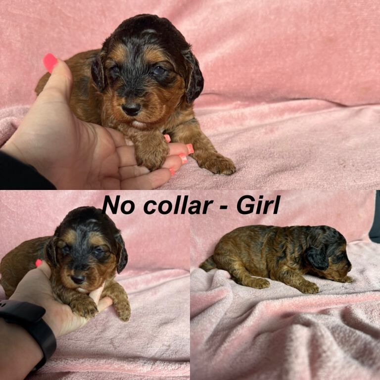 Adorable Cockapoo Puppies Ready in October 2026! - Image 3 of 5