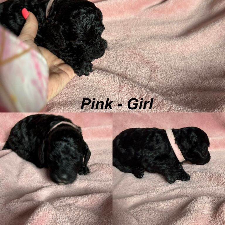 Adorable Cockapoo Puppies Ready in October 2026! - Image 4 of 5