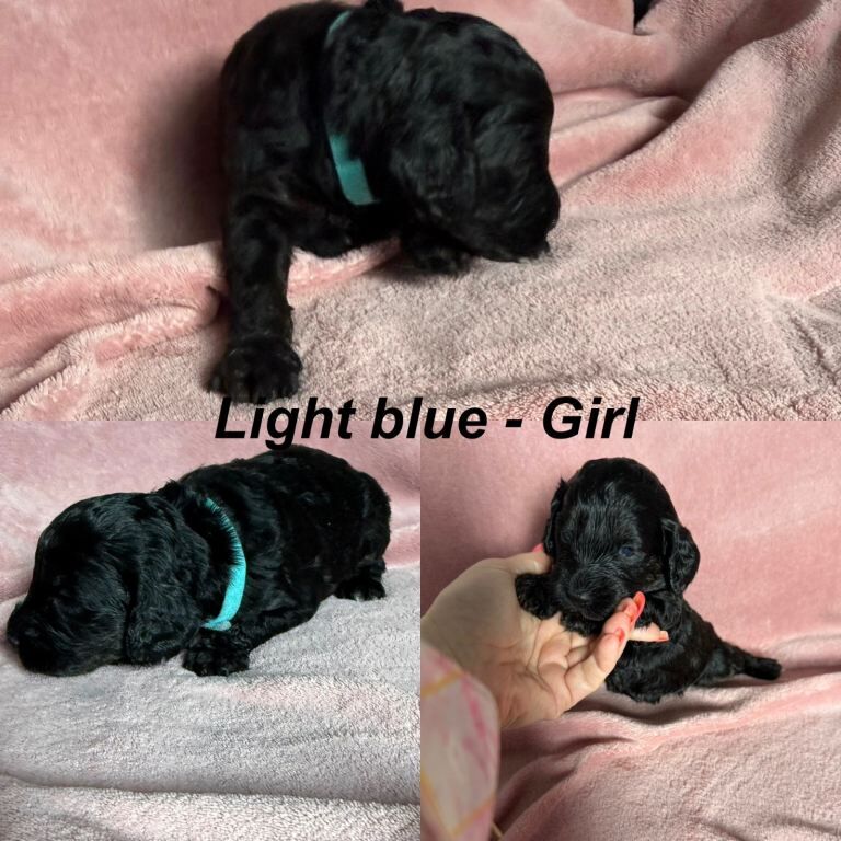 Adorable Cockapoo Puppies Ready in October 2026! - Image 5 of 5