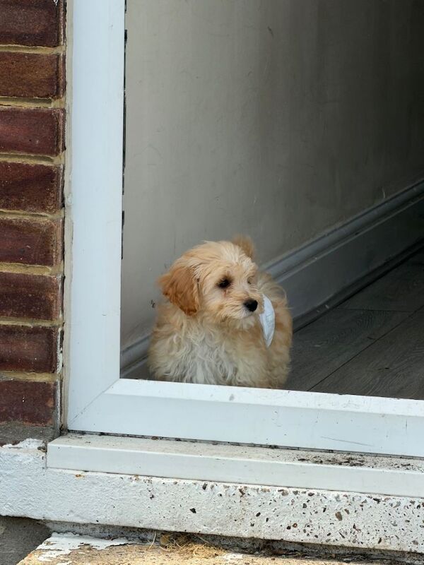 Adorable Cockapoo Puppy for Sale - Image 2 of 3