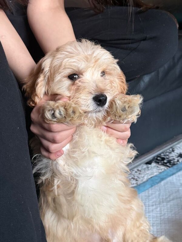 Adorable Cockapoo Puppy for Sale - Image 3 of 3