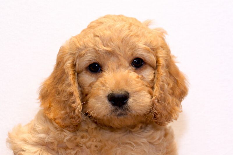 Cockapoo Puppies For Sale