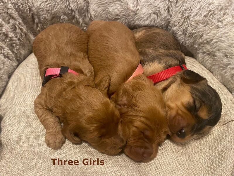 Adorable Cockapoo Puppy Looking for His Forever Home - Image 4 of 12