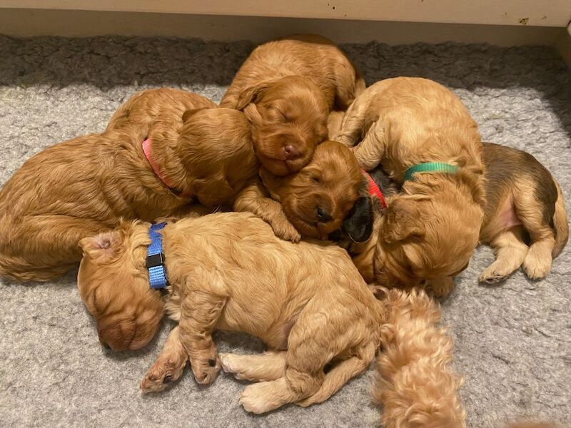 Adorable Cockapoo Puppy Looking for His Forever Home - Image 5 of 12