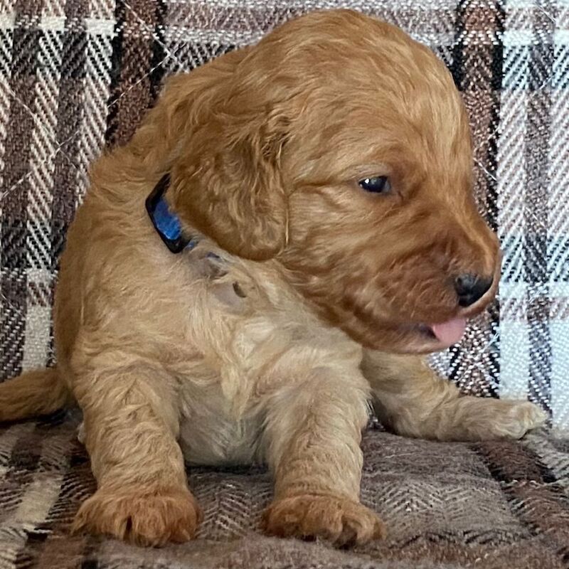Adorable Cockapoo Puppy Looking for His Forever Home - Image 6 of 12