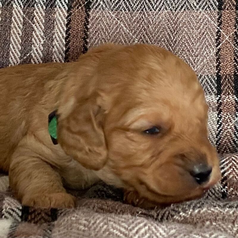 Adorable Cockapoo Puppy Looking for His Forever Home - Image 7 of 12