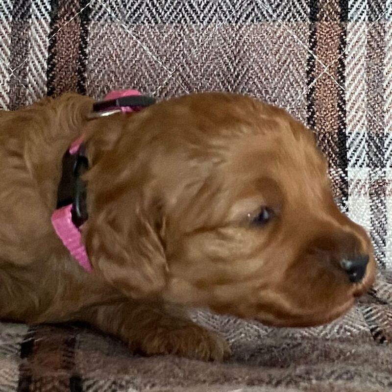 Adorable Cockapoo Puppy Looking for His Forever Home - Image 8 of 12