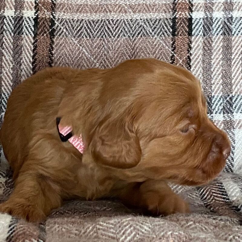 Adorable Cockapoo Puppy Looking for His Forever Home - Image 9 of 12