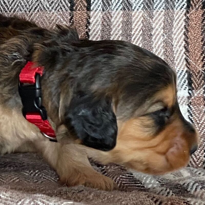 Adorable Cockapoo Puppy Looking for His Forever Home - Image 10 of 12