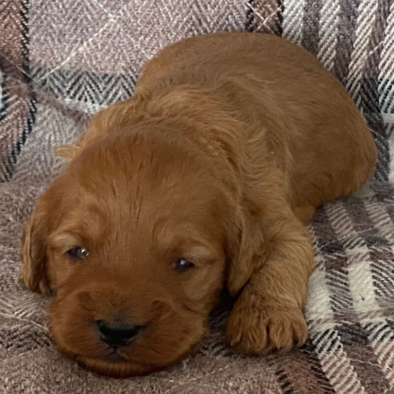 Adorable Cockapoo Puppy Looking for His Forever Home - Image 11 of 12