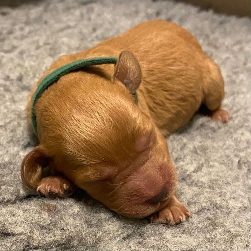 Adorable Cockapoo Puppy Looking for His Forever Home - Image 12 of 12