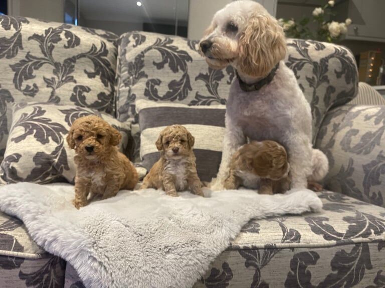 Adorable Cockapoo puppy's for sale in Bishop Auckland, Durham - Image 2