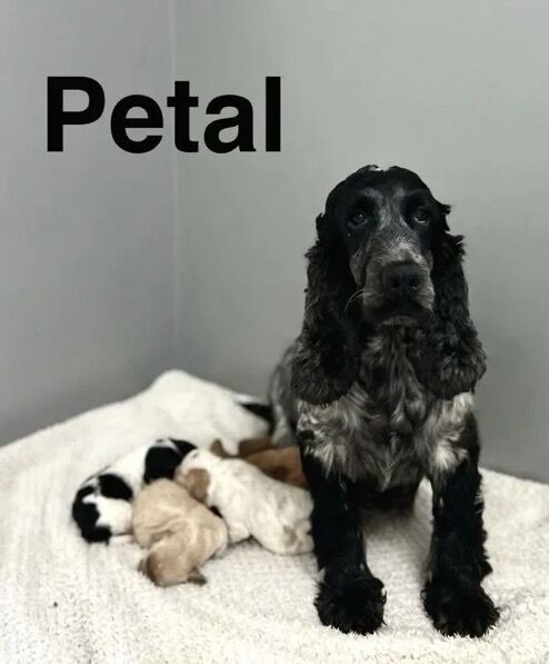 Adorable cockapoo ready for a family and walks