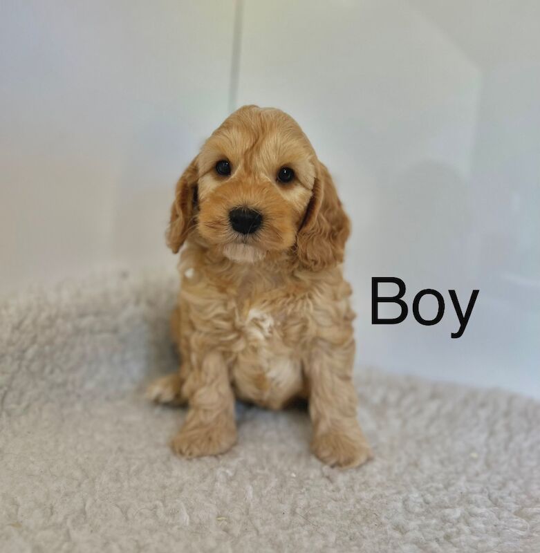 Adorable cockapoo ready for July for sale in Upwell Norfolk | Image 2