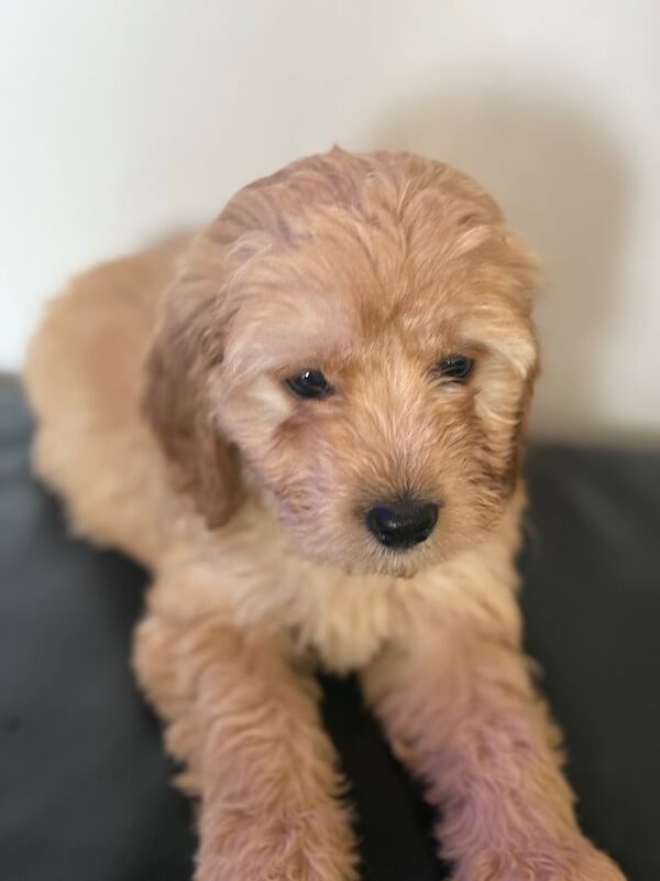 Adorable Cockapoo’ s - Image 1 of 3
