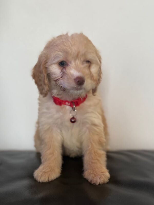 Adorable Cockapoo’ s - Image 2 of 3