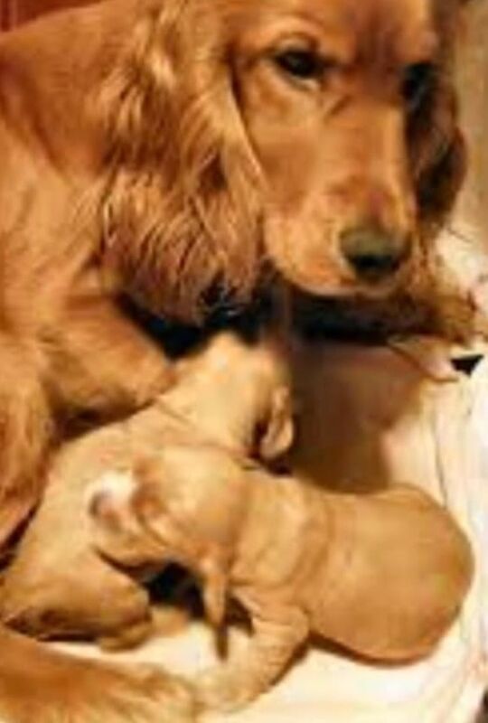 Adorable Cockapoo’ s - Image 3 of 3