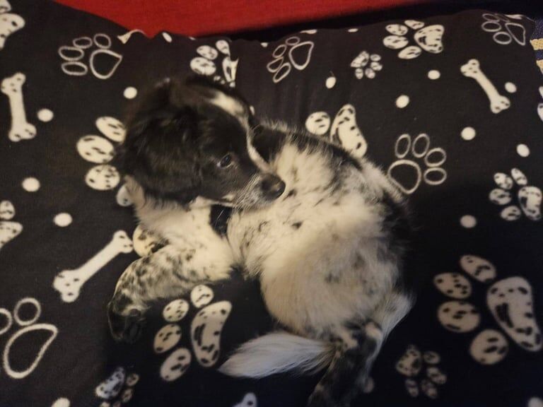 Cockapoo puppies for sale in Haverfordwest / Hwlffordd, Dyfed – 11 weeks old