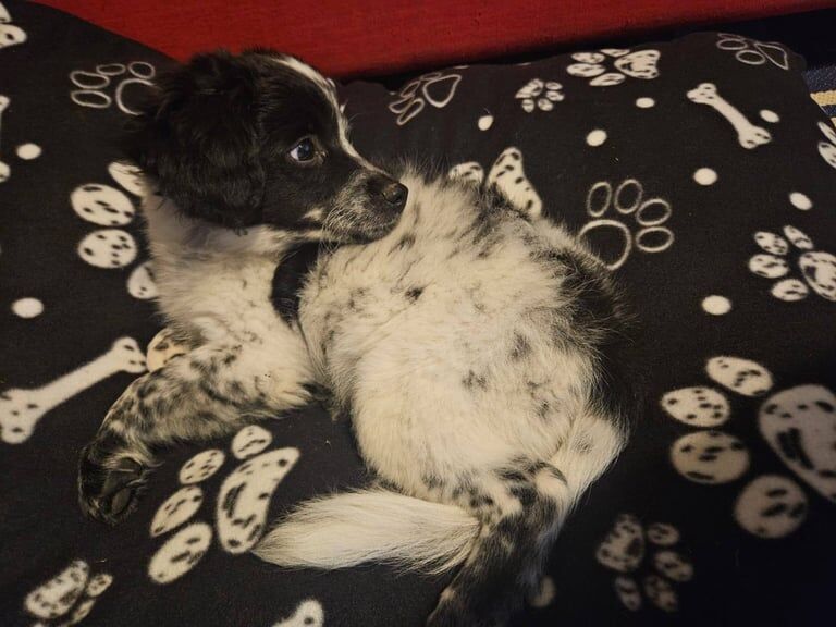 Cockapoo puppies for sale in Haverfordwest / Hwlffordd, Dyfed – 11 weeks old - Image 2 of 3