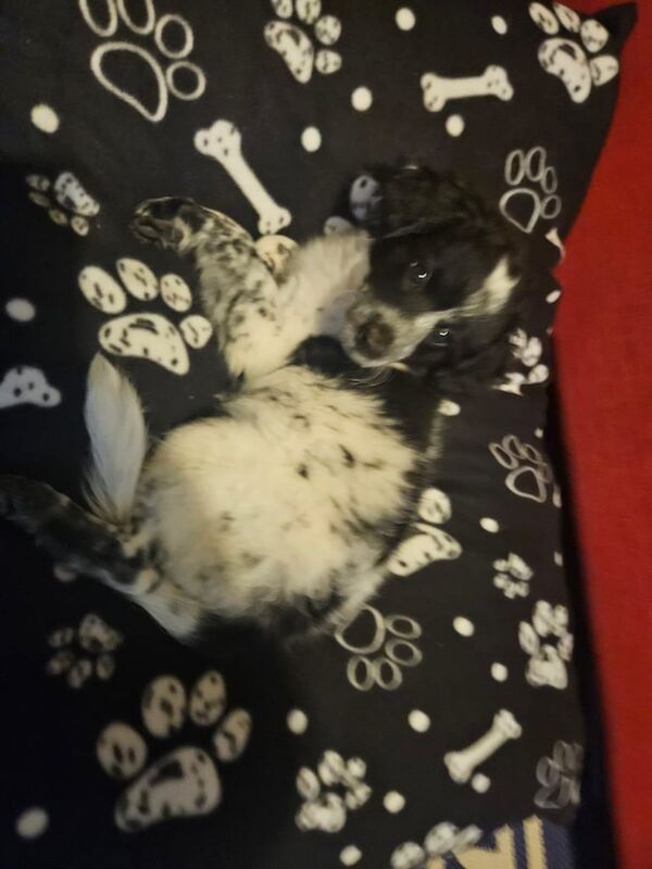 Cockapoo puppies for sale in Haverfordwest / Hwlffordd, Dyfed – 11 weeks old - Image 3 of 3