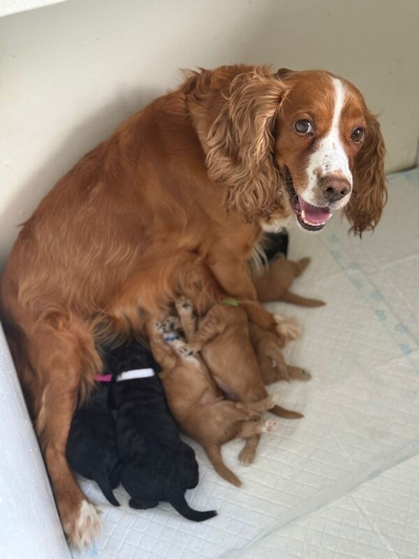 Cockapoo puppies for sale in Dudley, West Midlands – 3 weeks old