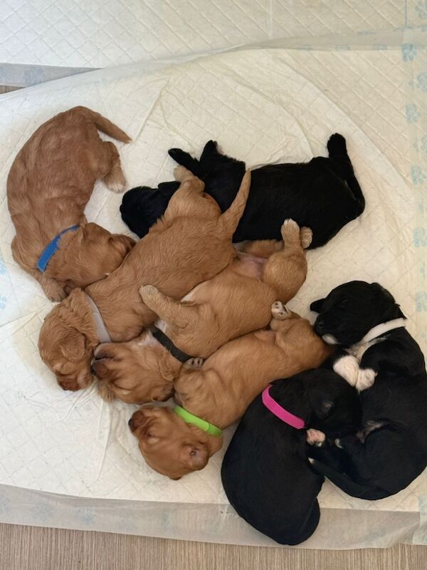 Cockapoo puppies for sale in Dudley, West Midlands – 3 weeks old - Image 2 of 9