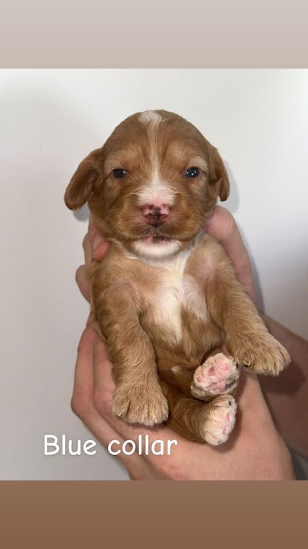 Cockapoo puppies for sale in Dudley, West Midlands – 3 weeks old - Image 3 of 9