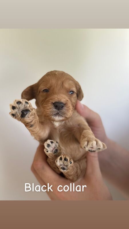 Cockapoo puppies for sale in Dudley, West Midlands – 3 weeks old - Image 4 of 9