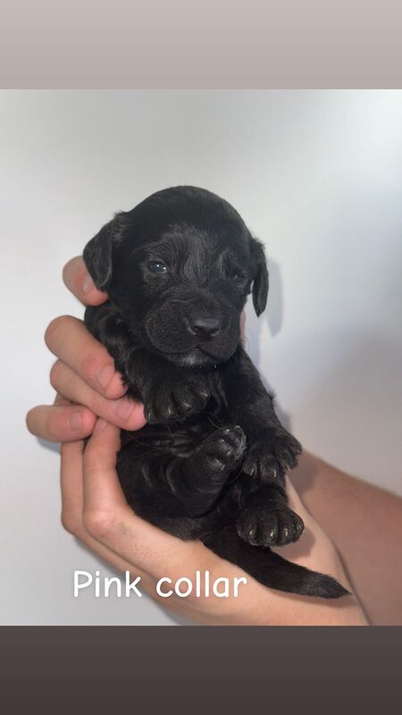 Cockapoo puppies for sale in Dudley, West Midlands – 3 weeks old - Image 5 of 9