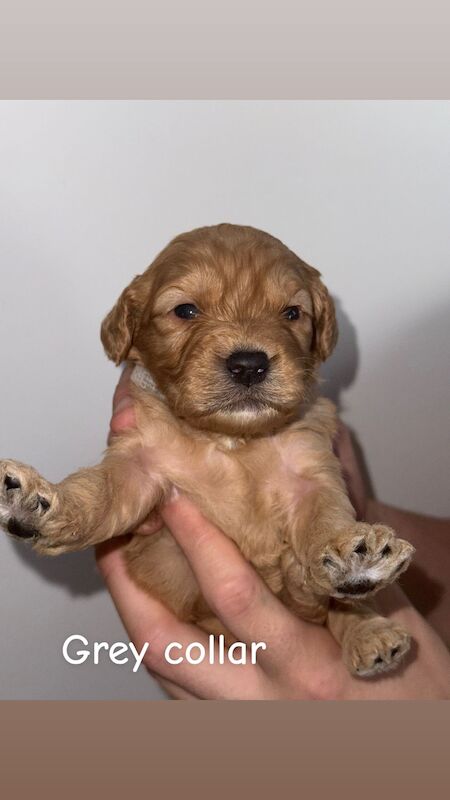 Cockapoo puppies for sale in Dudley, West Midlands – 3 weeks old - Image 6 of 9