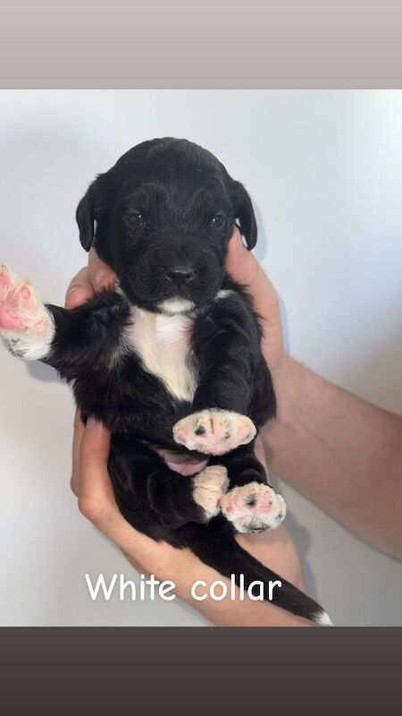 Cockapoo puppies for sale in Dudley, West Midlands – 3 weeks old - Image 7 of 9