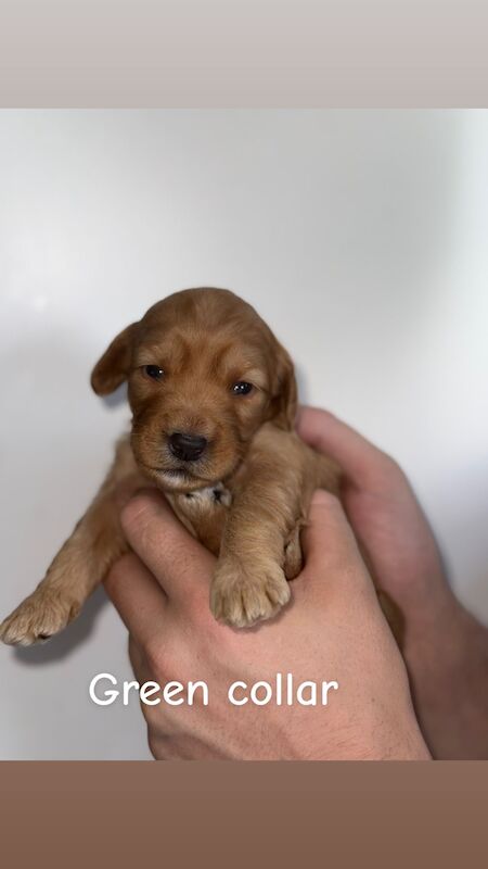 Cockapoo puppies for sale in Dudley, West Midlands – 3 weeks old - Image 8 of 9