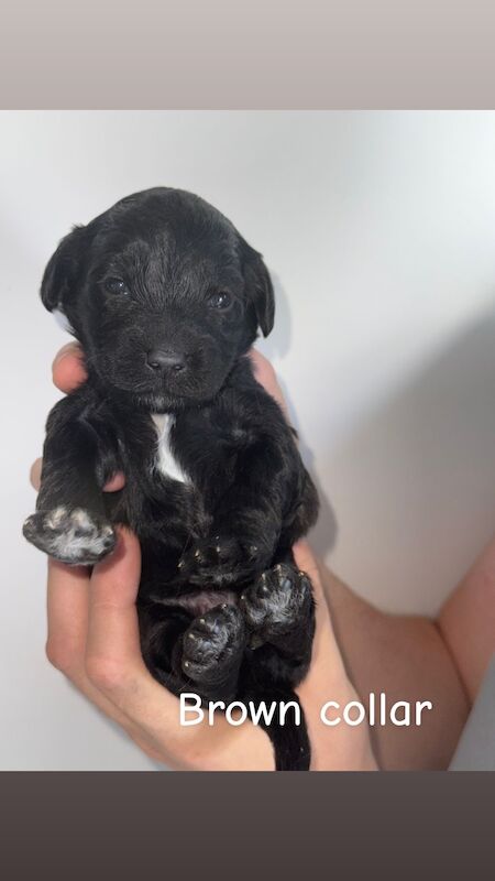 Cockapoo puppies for sale in Dudley, West Midlands – 3 weeks old - Image 9 of 9