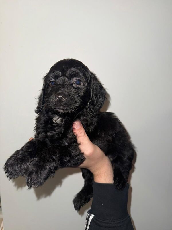 Cockapoo puppies for sale in Dudley, West Midlands – 8 weeks old